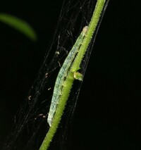 Anania mysippusalis