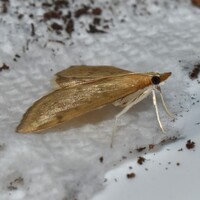 Anania mysippusalis