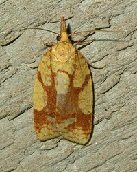 Cenopis ferreana