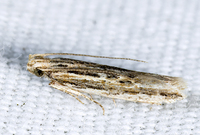 Symmetrischema striatella