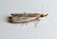 Peoria insularis