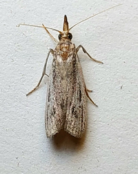 Peoria insularis