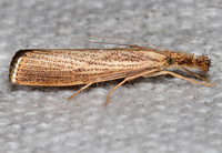 Agriphila vulgivagellus