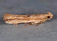 Symmetrischema striatella