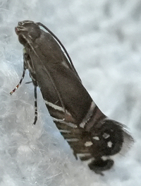 Glyphipterix saurodonta