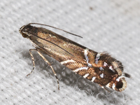 Glyphipterix saurodonta