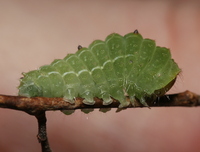 Acronicta vinnula