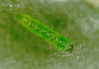 Stigmella sclerostylota