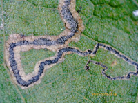 Stigmella sclerostylota