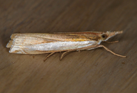 Crambus leachellus