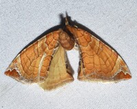 Eulithis molliculata