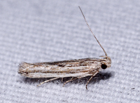 Symmetrischema striatella