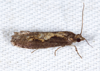 Epinotia vertumnana