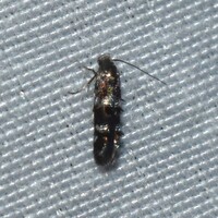 Stilbosis unidentified species