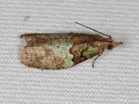 Epinotia medioviridana