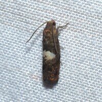 Epiblema infelix