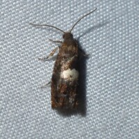 Epiblema infelix