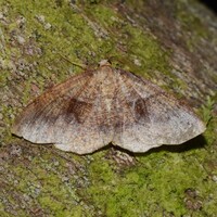 Plagodis pulveraria