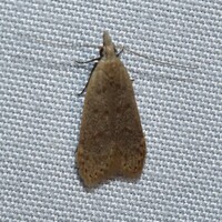 Dichomeris punctidiscellus