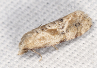 Platphalonidia magdalenae