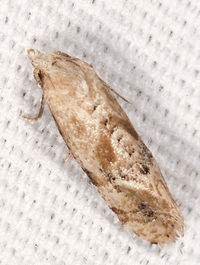 Platphalonidia magdalenae