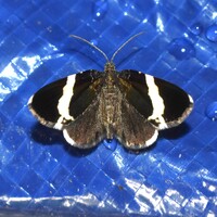 Trichodezia albovittata