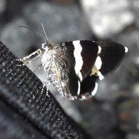 Trichodezia albovittata