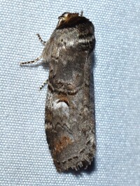 Ellida caniplaga