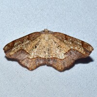 Probole amicaria