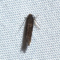 Perimede unidentified species