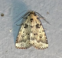Arugisa lutea