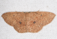 Cyclophora packardi