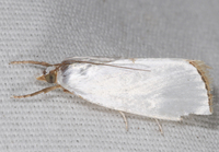Urola nivalis