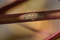 Marmara new species 10 - on Benthamidia and Swida