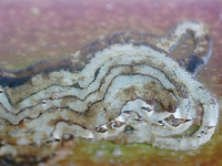 Marmara new species 10 - on Benthamidia and Swida