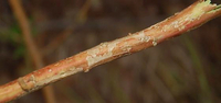 Marmara new species 11 - on Dysphania or Chenopodium