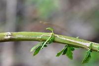 Marmara new species 11 - on Dysphania or Chenopodium