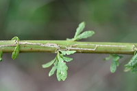 Marmara new species 11 - on Dysphania or Chenopodium