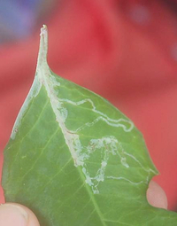 Marmara new species 12 - on Euphorbia