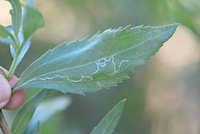 Marmara new species 17 - on Iva spp.
