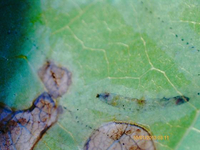 Marmara new species 21 - on Oxydendrum leaf