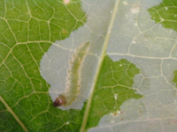 Marmara new species 23 - on Passiflora