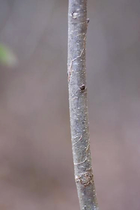 Marmara new species 25 - on Quercus margaretiae and virginiana