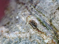 Marmara new species 25 - on Quercus margaretiae and virginiana