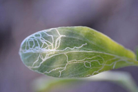 Marmara new species 5 - on Borrichia