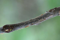 Marmara new species 8 - on Carya spp.