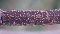 Marmara new species 9 - on Cercis 