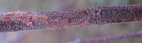 Marmara new species 9 - on Cercis 