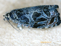 Olethreutes brunneopurpurata