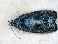 Olethreutes brunneopurpurata